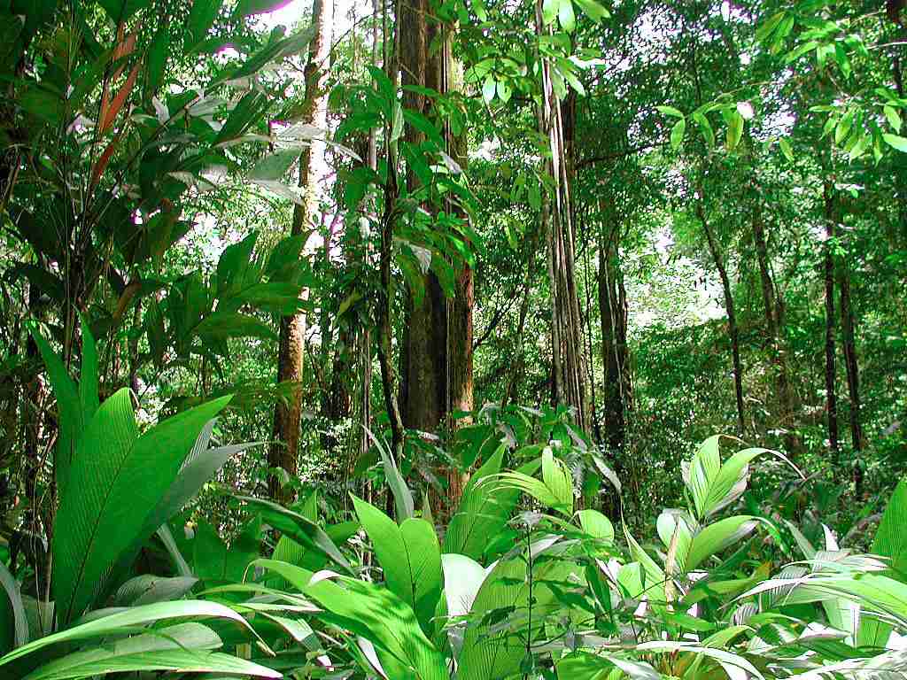 places to visit Amazon Rainforest, Brazil