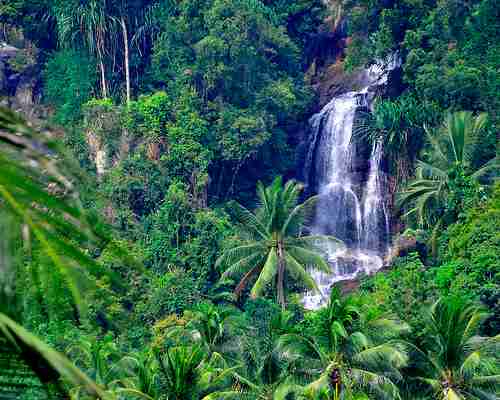 places to visit madagascar rainforest-compressed