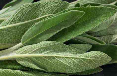 Sage  Sage apart from having a lot of medicinal properties is also an excellent astringent. The phenolic acids in sage help the tissues in your throat to contract thereby reducing the swelling. It is also great for treating bacterial infections in your throat.  Procedure: Use sage for gargling with warm water for best benefits. Add 1-3 teaspoons of sage with salt in boiling water and let it stay for at least 20 minutes. Gargle with the mixture for best effects.