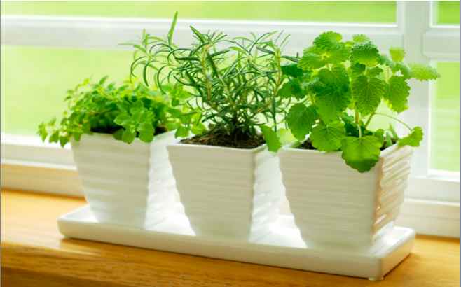 Herb Gardening Tips for Your Kitchen