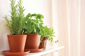 Herb Gardening Tips for Your Kitchen